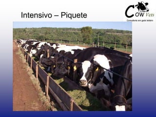 Intensivo – Piquete
 