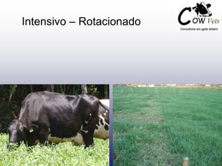 Intensivo – Rotacionado
 