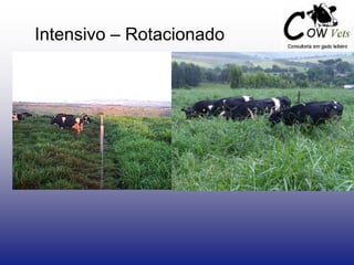 Intensivo – Rotacionado
 