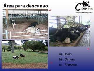 Área para descanso
a)
b)
c)
a) Baias
b) Camas
c) Piquetes
 