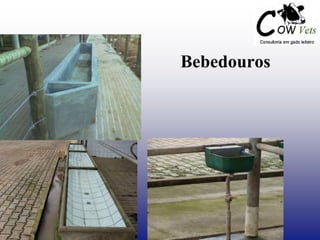 Bebedouros
 