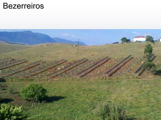 Bezerreiros
 