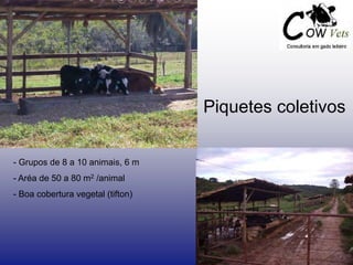 - Grupos de 8 a 10 animais, 6 m
- Aréa de 50 a 80 m2 /animal
- Boa cobertura vegetal (tifton)
Piquetes coletivos
 