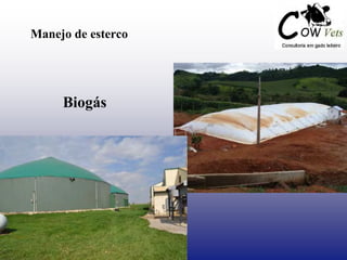 Manejo de esterco
Biogás
 