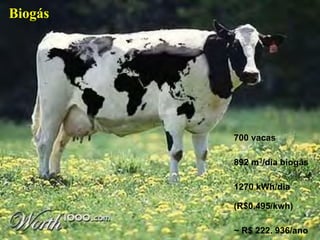 700 vacas
892 m3/dia biogás
1270 kWh/dia
(R$0.495/kwh)
~ R$ 222. 936/ano
Biogás
 