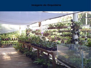 Imagens do Orquidário 