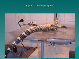 lagarto - Tupinambis teguixin 