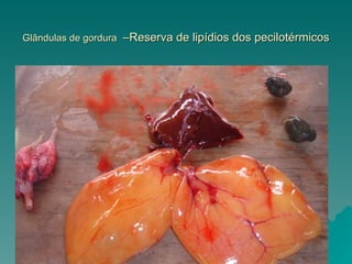 Glândulas de gordura   –Reserva de lipídios dos pecilotérmicos 