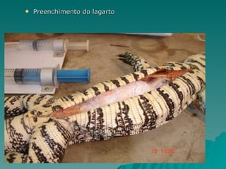 Preenchimento do lagarto 