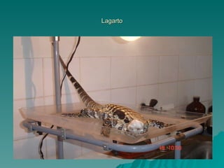 Lagarto 
