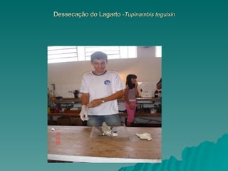 Dessecação do Lagarto  - Tupinambis teguixin 