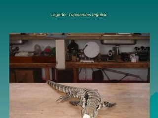 Lagarto - Tupinambis teguixin 