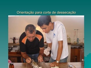 Orientação para corte de dessecação 