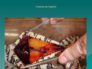 Viceras do lagarto 