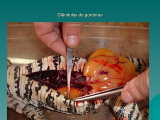 Glândulas de gorduras 