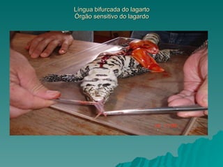 Língua bifurcada do lagarto Órgão sensitivo do lagardo 