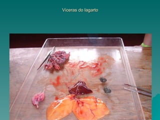 Viceras do lagarto 