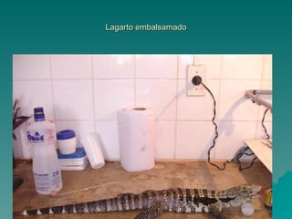 Lagarto embalsamado 