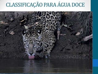 CLASSIFICAÇÃO PARA ÁGUA DOCE
 