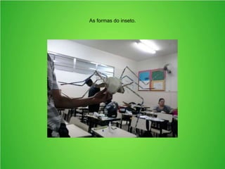 As formas do inseto.
 