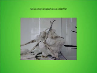 Eles sempre desejam esse encontro!
 