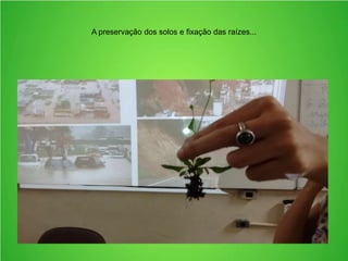 A preservação dos solos e fixação das raízes...
 