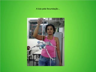 A luta pela fecundação...
 