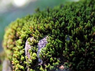 Projeto ambiental - Flora