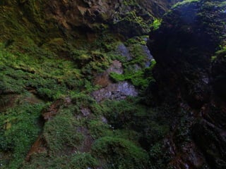 Projeto ambiental - Flora