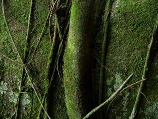 Projeto ambiental - Flora