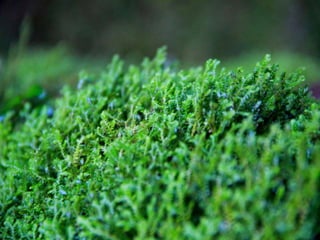 Projeto ambiental - Flora