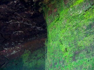 Projeto ambiental - Flora