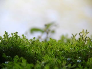 Projeto ambiental - Flora