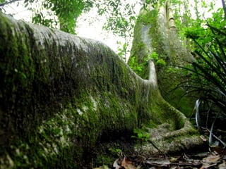 Projeto ambiental - Flora