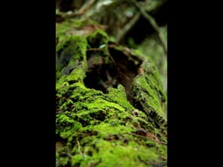 Projeto ambiental - Flora