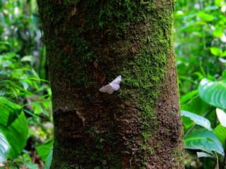 Projeto ambiental - Flora