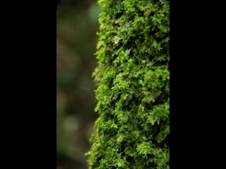 Projeto ambiental - Flora