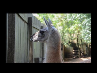 Projeto ambiental yuri