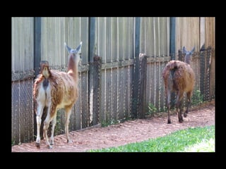 Projeto ambiental yuri
