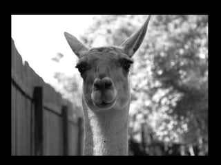 Projeto ambiental yuri