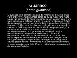 Guanaco
(Lama guanicoe)
• O guanaco é um camelídeo nativo da América do Sul, cuja altura
varia entre 107 e 122 cm. Pesa cerca de 90 kg. A cor varia muito
pouco (ao contrário do lhama), variando de um marrom-claro a um
mais escuro, com pelagem branca no tórax e no abdômen. A face
de um guanaco tem um tom acinzentado e as orelhas, pequenas,
ficam em pé. Sua característica marcante são seus grandes olhos
castanhos (utilizados para se manter atento a qualquer perigo), a
forma corporal equilibrada e a enorme energia. O
nome guanaco vem da língua sul-americana quéchua (da
palavra huanaco). O guanaco, assim como o lhama, é
um mamífero ruminante da América do Sul. Ao contrário das
outras espécies de camelídeos, este animal tem pelagem mais
curta, podendo passar quatro dias sem água. Vive em grandes
alturas, próximas aos 4 000 metros. Vive principalmente no Peru.
• Um guanaco vive em média 30 anos , é herbívoro e sua gestação
dura cerca de 360 dias
 