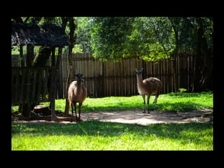 Projeto ambiental yuri