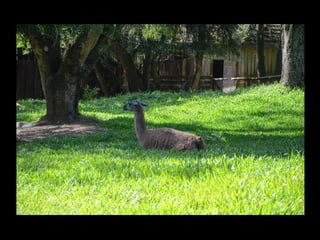 Projeto ambiental yuri
