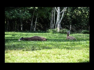 Projeto ambiental yuri