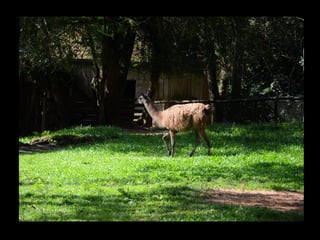 Projeto ambiental yuri