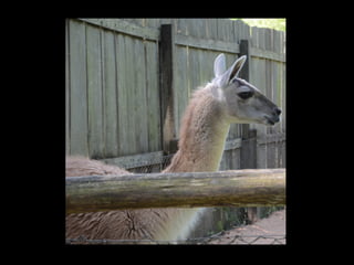 Projeto ambiental yuri