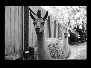 Projeto ambiental yuri