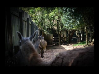 Projeto ambiental yuri