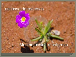 Mesmo assim, a natureza... 
 