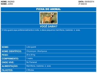 NOME: INGRID DATA: 09/09/2014 
NOME: JOÃO 2º ANO B 
FICHA DO ANIMAL 
VOCÊ SABIA? 
O lobo-guará caça preferencialmente à noite, e ataca pequenos mamíferos, roedores e aves. 
NOME: Lobo-guará 
NOME CIENTÍFICO: Chrysocyon Brachyurus 
PESO: 20 e 25 kg 
COMPRIMENTO: 1 metro 
ONDE VIVE: No Pantanal 
ALIMENTAÇÃO: Mamíferos, roedores e aves 
FILHOTES: 2 filhotes 
 
